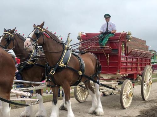 A Budweiser Clydesdale team pulls a red wagon with a driver in a green uniform, surrounded by a crowd.