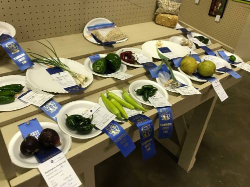 A display of award-winning vegetables on plates, each with blue ribbons and labels, arranged on a table.