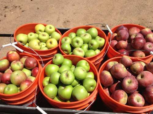 Six orange buckets filled with red and green apples on a sandy surface.