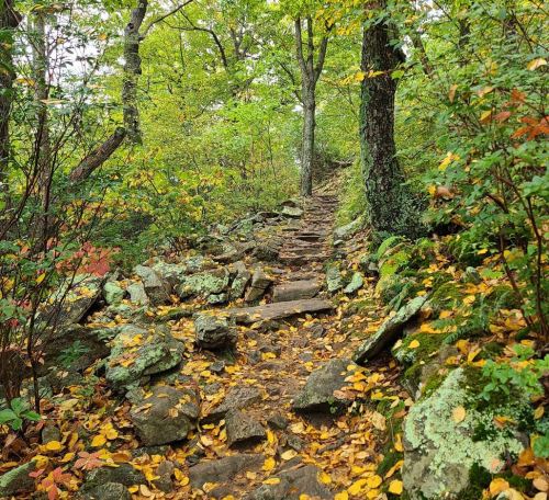 A rocky trail winding through a vibrant forest with green trees and scattered autumn leaves on the ground.