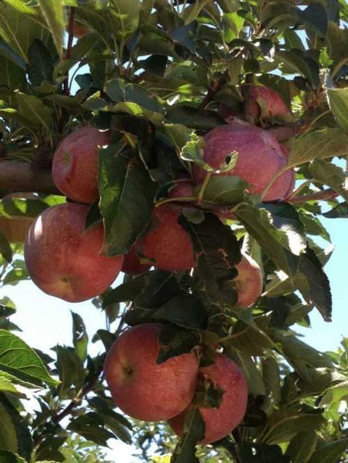 A close-up of a tree branch laden with ripe, red apples surrounded by green leaves.