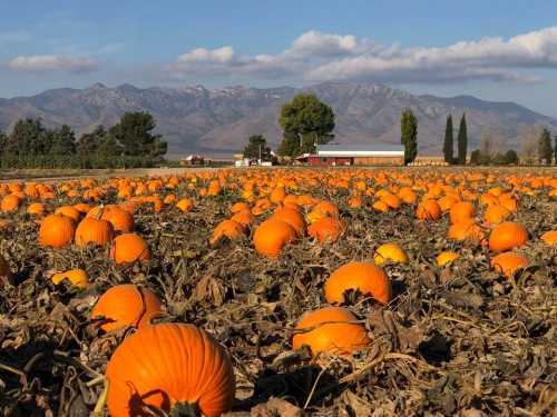 A pumpkin patch with numerous bright orange pumpkins scattered across a field, set against a backdrop of mountains.