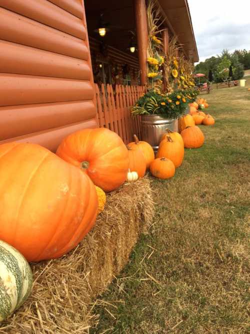 A row of bright orange pumpkins lined up on hay bales outside a rustic building, with sunflowers in the background.