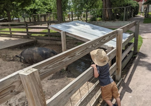 A child in a straw hat leans over a wooden fence, watching a pig resting in a pen on a sunny day.