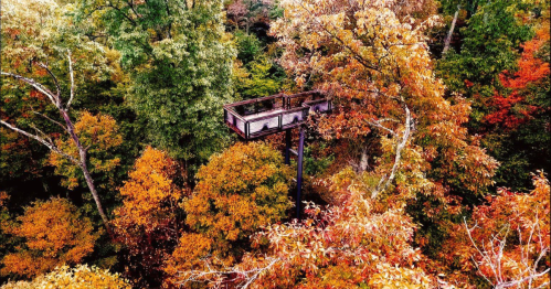 A treehouse platform surrounded by vibrant autumn foliage in a dense forest.
