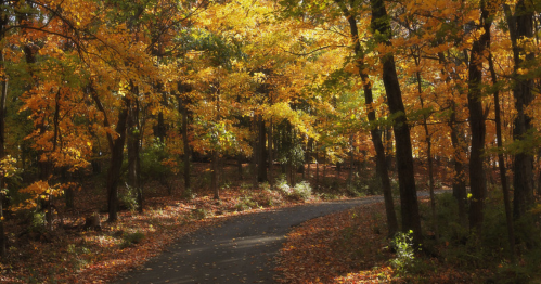 A winding path through a forest with vibrant autumn leaves in shades of yellow and orange.