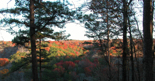 A scenic view of a forested landscape with vibrant autumn foliage and tall trees framing the scene.