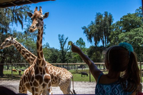 A child reaches out to feed a giraffe at a zoo, with other giraffes and trees in the background under a clear blue sky.