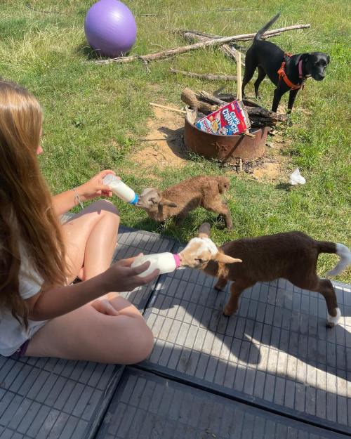 A person feeds two baby goats with bottles while a dog watches nearby on a grassy area.