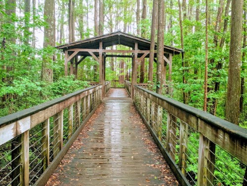 A wooden boardwalk leads to a covered gazebo in a lush, green forest after rain.