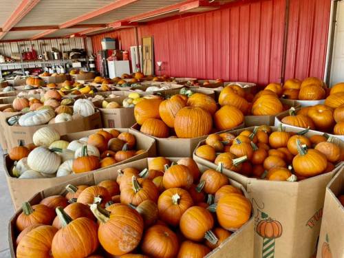 A large collection of pumpkins in various sizes and colors, stacked in cardboard boxes inside a barn-like structure.