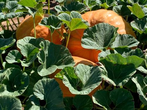 Three large orange pumpkins nestled among vibrant green leaves in a sunny garden.