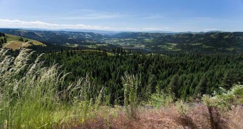 A panoramic view of rolling green hills and valleys, dotted with trees under a clear blue sky.