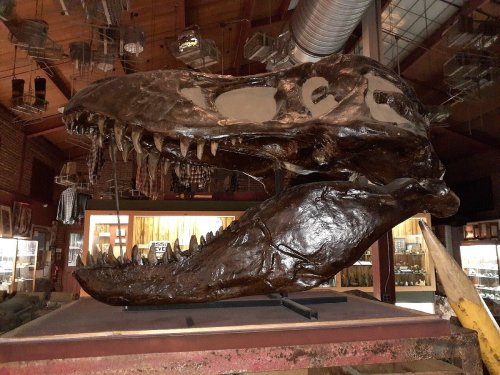 A large dinosaur skull displayed in a museum, showcasing its massive teeth and intricate details.