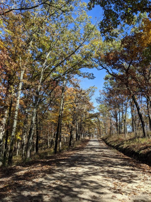 A dirt road lined with trees displaying autumn foliage under a clear blue sky.