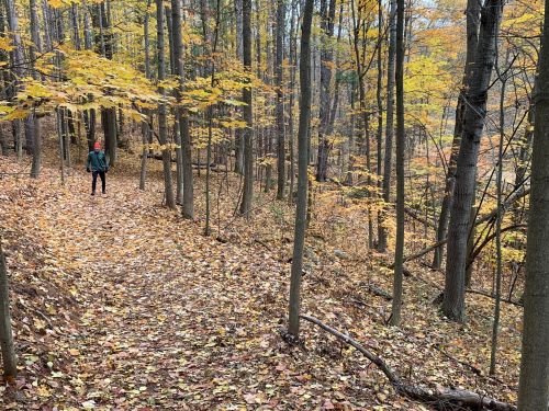 A person stands on a leaf-covered trail surrounded by trees with autumn foliage in a serene forest setting.