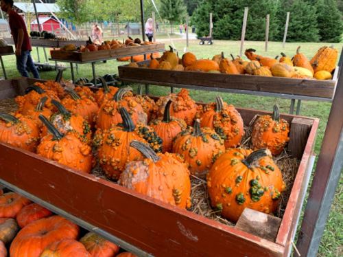 A display of bumpy, orange pumpkins on wooden tables at a farm stand, surrounded by greenery and other pumpkins.