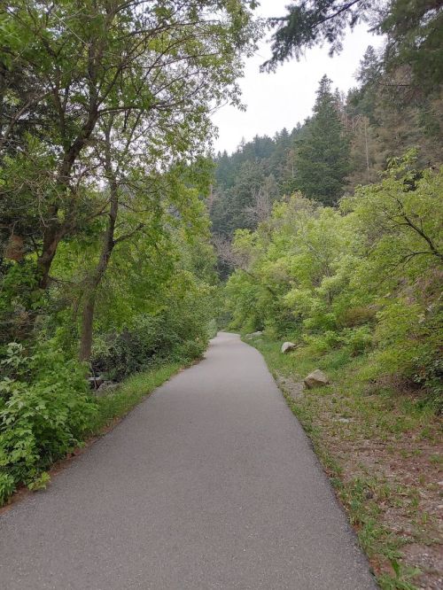 A serene pathway surrounded by lush greenery and trees, leading into a forested area.