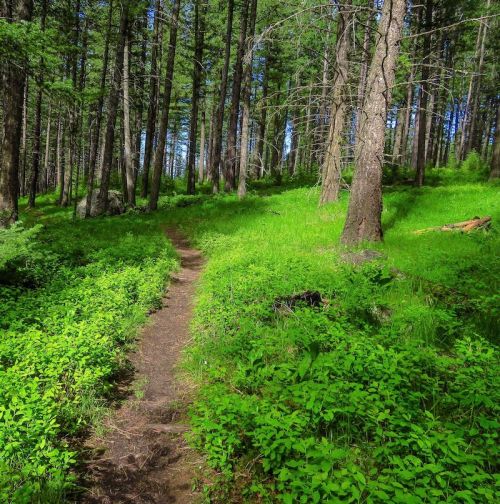 A winding dirt path through a lush green forest with tall trees and vibrant undergrowth.