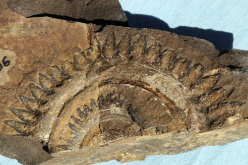 Fossilized ammonite with spiral shape and distinct ridges, embedded in a piece of rock.