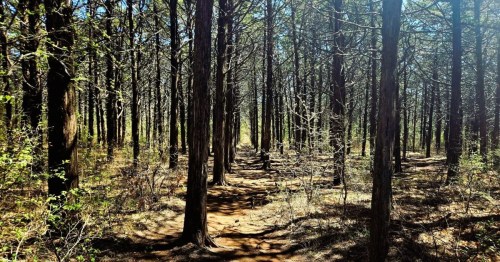Perfectly spaced cedar trees in Parallel Forest Oklahoma, with glimpses of the blue sky and sunlight creating shadows on the ground.