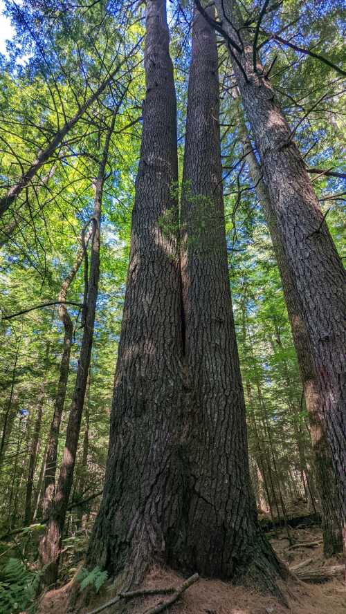 Two tall trees with textured bark rise towards a bright blue sky, surrounded by lush green foliage.