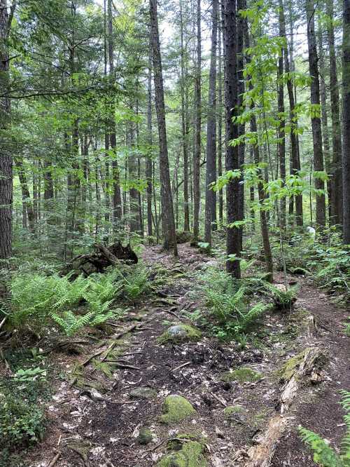 A serene forest scene with tall trees, ferns, and a winding dirt path through lush greenery.