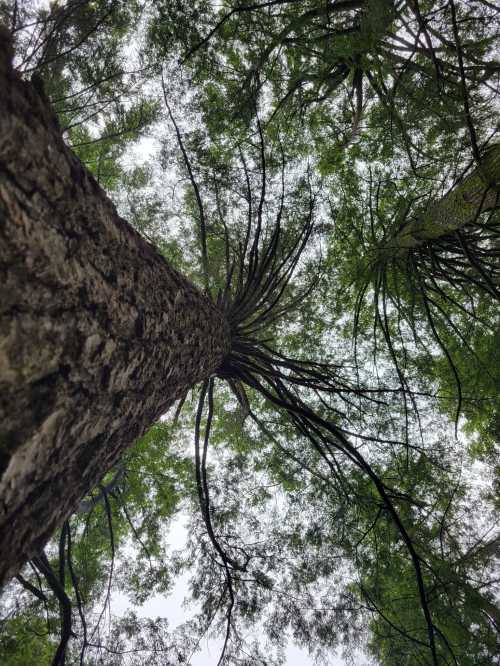 Looking up at a tall tree with a textured trunk and branches spreading out against a cloudy sky.