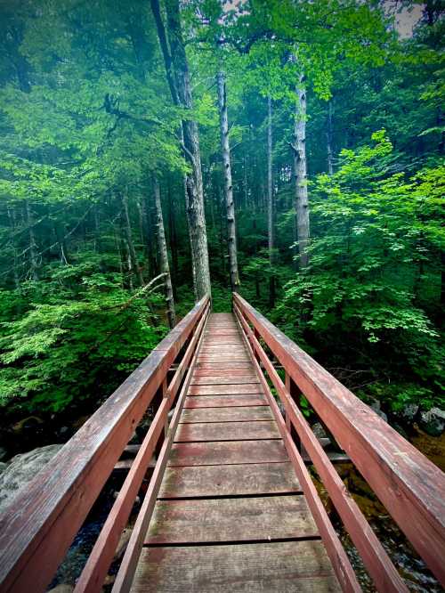 A wooden bridge leads through a lush green forest, surrounded by tall trees and dappled sunlight.