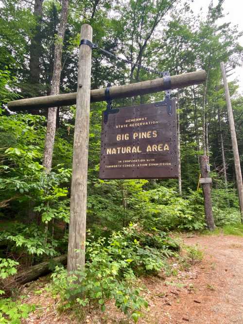 Sign for Big Pines Natural Area in a lush green forest, indicating a state recreation area.