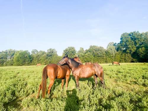 Two horses nuzzle in a green field under a clear blue sky, with more horses grazing in the background.