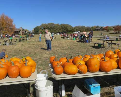 A man stands among tables filled with pumpkins at an outdoor market on a sunny day.