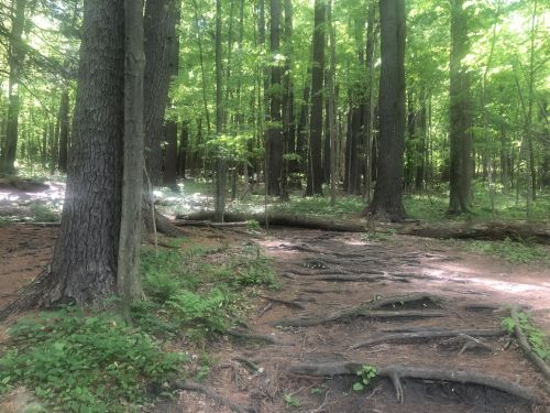 A serene forest scene with tall trees, lush green foliage, and visible tree roots along a dirt path.