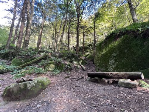 A serene forest scene with moss-covered rocks, trees, and a log bench carved with a heart symbol.
