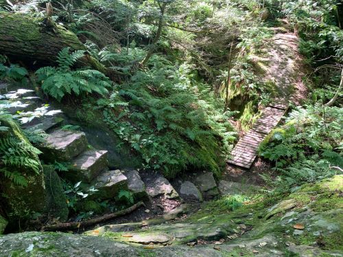 A lush forest scene with stone steps leading up a mossy path and a wooden bridge crossing a small area.