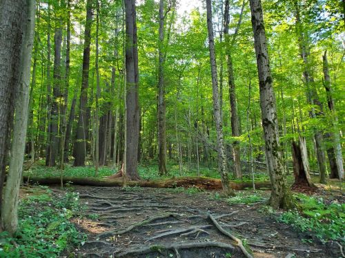 Lush green forest with tall trees, fallen logs, and visible tree roots on a sunlit forest floor.