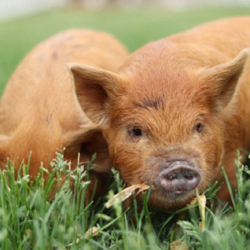 A small piglet stands on green grass, looking curiously at the camera.