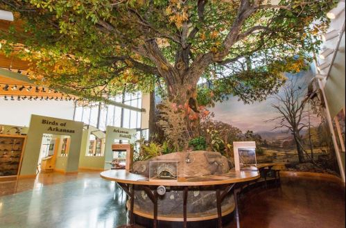 A large artificial tree in a museum, surrounded by displays about Arkansas birds and natural habitats.