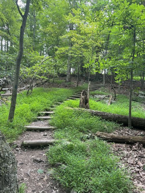A winding stone path through a lush green forest, surrounded by trees and overgrown grass.