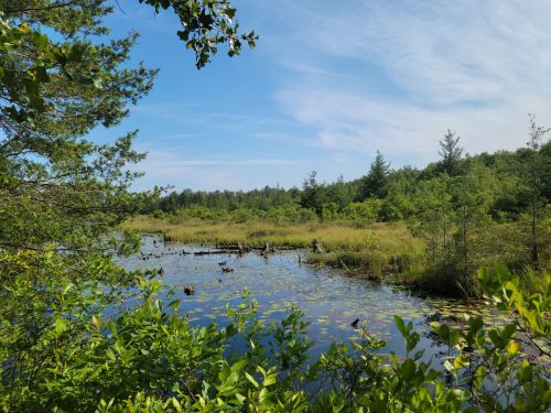 A serene wetland scene with lush greenery, calm water, and a clear blue sky, dotted with ducks and natural vegetation.
