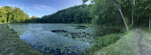 A serene pond surrounded by lush greenery and trees, with lily pads floating on the water's surface.