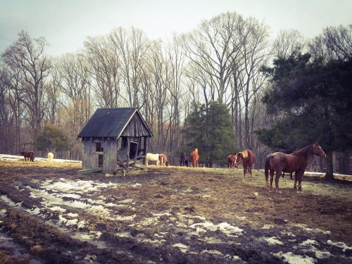 A rustic barn in a snowy field with several horses grazing nearby, surrounded by bare trees.