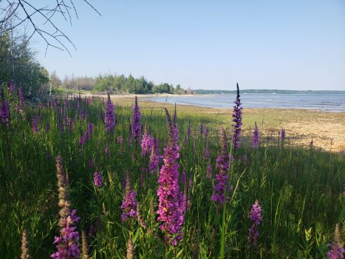 A serene lakeside view with vibrant purple flowers in the foreground and a clear blue sky above.