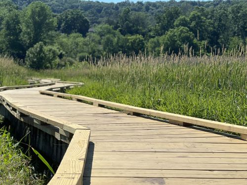 A winding wooden boardwalk through tall grass and lush greenery under a clear blue sky.