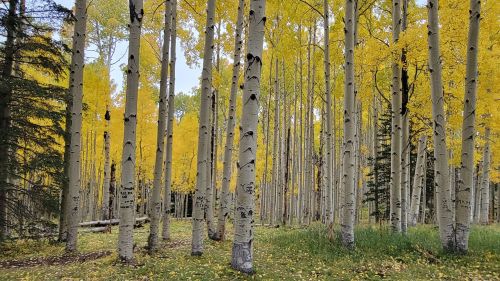 A serene forest of tall aspen trees with vibrant yellow leaves, creating a peaceful autumn atmosphere.