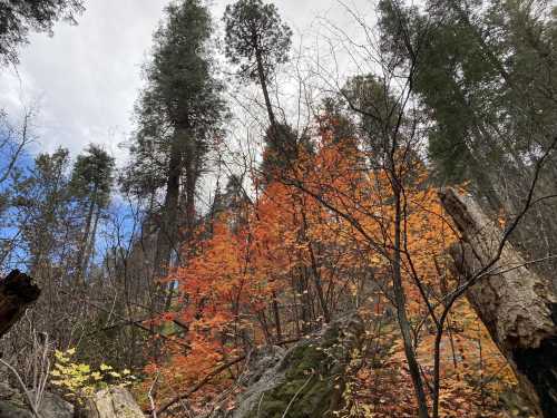 A forest scene with tall trees and vibrant autumn leaves in shades of orange and yellow against a cloudy sky.