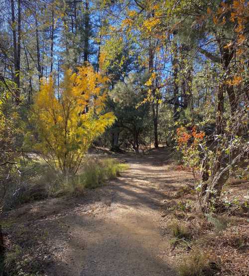 A winding dirt path through a forest with vibrant autumn foliage and sunlight filtering through the trees.