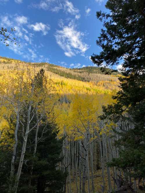 A vibrant landscape of golden autumn trees against a blue sky with scattered clouds and a mountain backdrop.