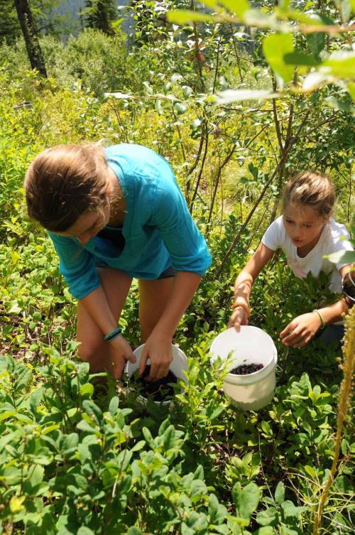 Two children gather berries in a lush green area, each holding a white bucket filled with berries.