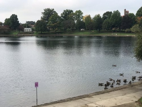 A calm lake surrounded by trees, with ducks resting on the shore and a sign in the foreground.